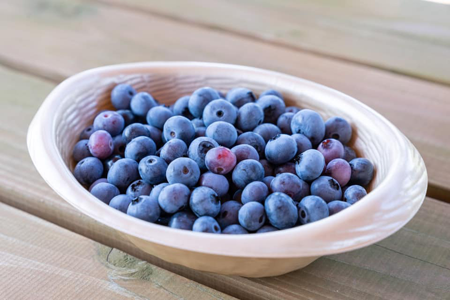 日本最大級の規模を誇る月山高原の農園でブルーベリーを食べ放題