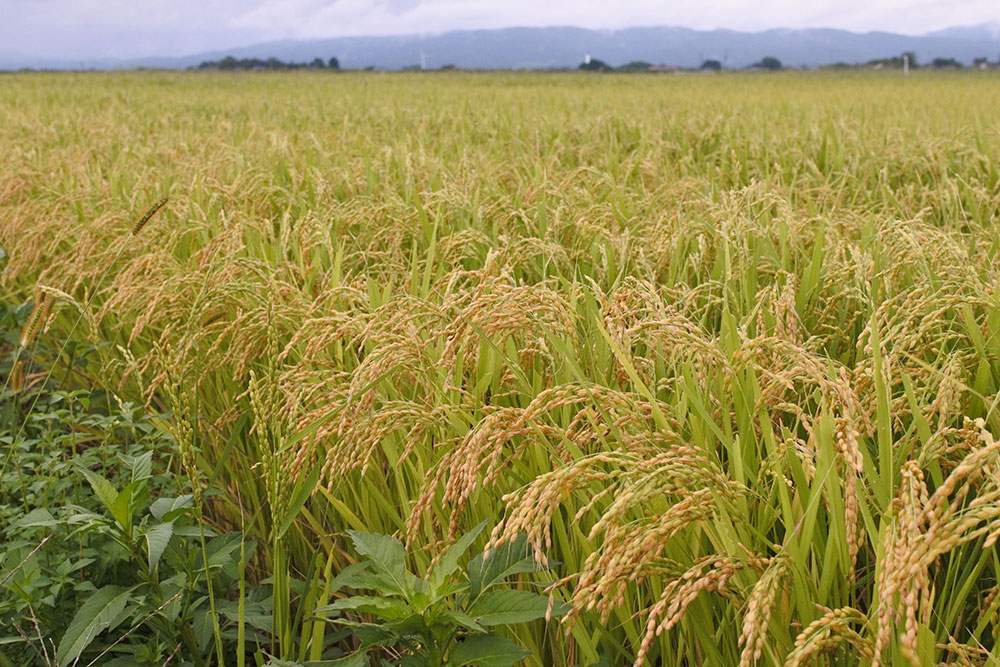 庄内 平野 の 米 作り