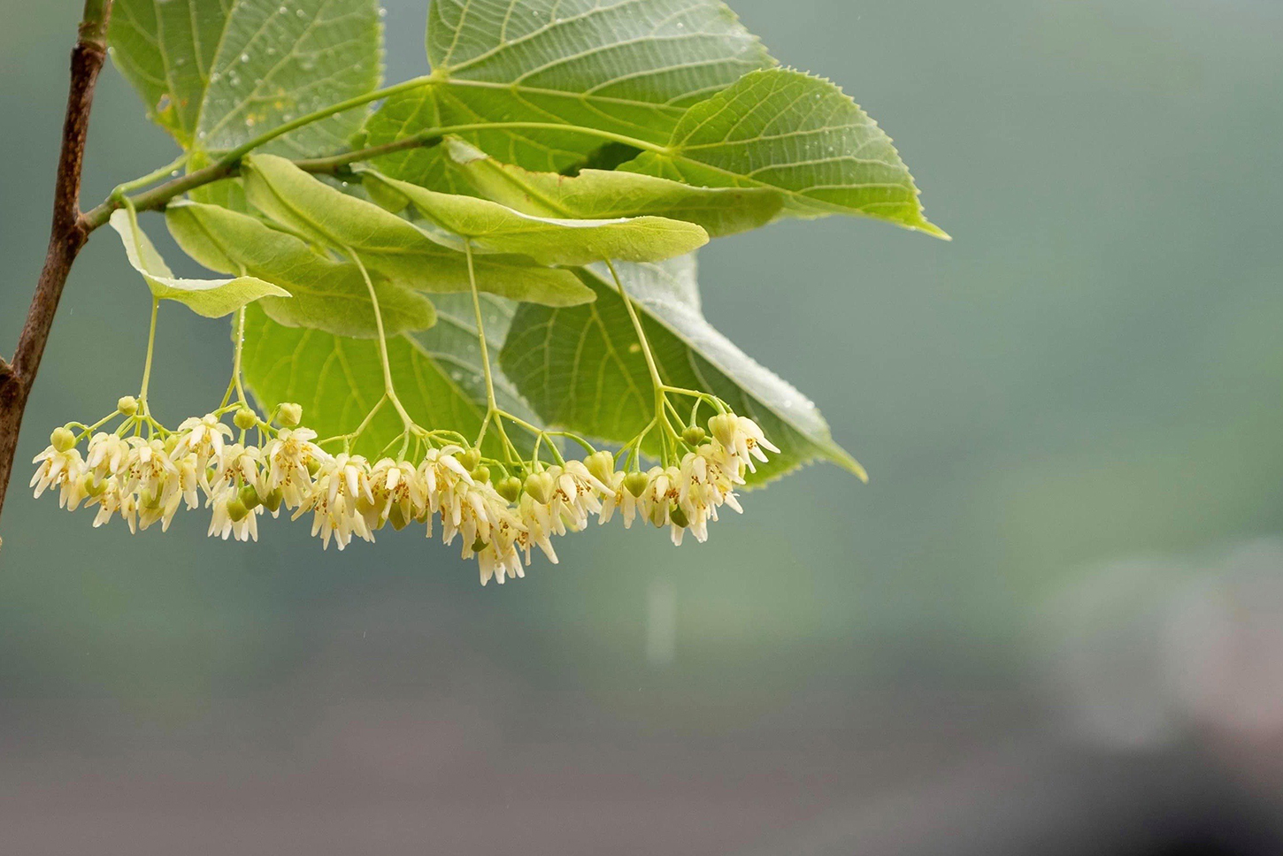 日本三大古代布・しな織の里の新体験。シナの花エキスで石けんを作る！ | 庄内 旅型録