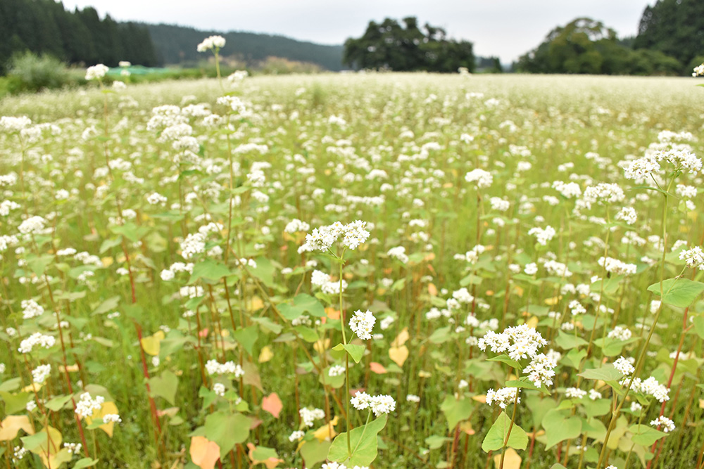 そば王国の山形県 地元の人たちにはこんなに強いこだわりがあった 庄内 旅型録